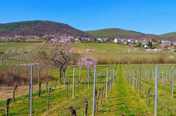 Poster - Landschaft rund um Gimmeldingen während der Mandelblüte im Frühling - landscape around Gimmeldingen during the almond blossom in spring