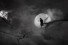 Silhouette Of Crow Perched On Tree Branches In City Abandonment And Moon At Midnight With Bright And Dark Clouds, Concept Of Scary And Horror