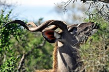 Southern Greater Kudu Browsing