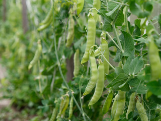 unripe fruits of green peas in the garden