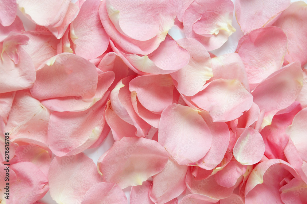 Beautiful pink rose petals background, closeup - obrazy, fototapety, plakaty 