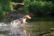 © yanakoroleva27 - Beautiful dog breed Russian hunting spaniel on nature by the river