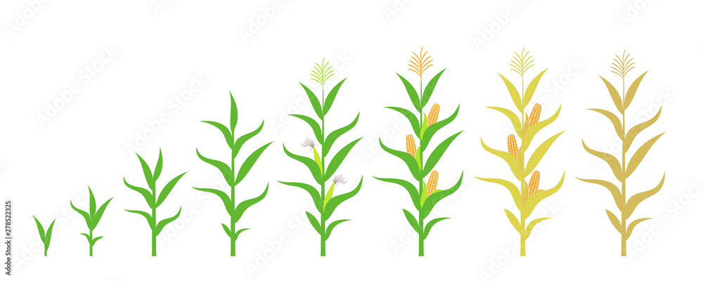 Cycle of growth of a corn. Isolated corn on white background - obrazy, fototapety, plakaty 