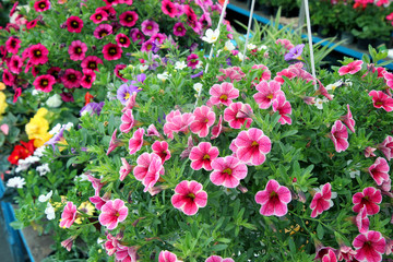 Colorful calibrachoa plants in the garden. Pink flowers in the garden