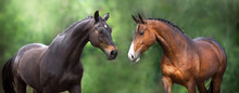 Two Horse Close Up Portrait In Motion Against Green Background