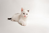 Fototapeta Koty - The beautiful cat lies, is at attention, licks its nose, on a white background