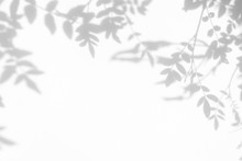 Gray Shadow Of The Leaves On A White Wall. Abstract Neutral Nature Concept Background. Space For Text.