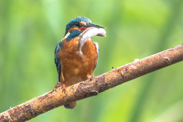 Canvas Print - Common European Kingfisher with fish