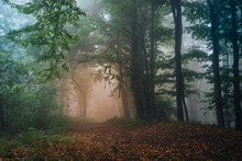 Natural Forest In Fog After Rain, Mysterious Magical Landscape
