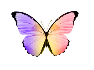 Poster - butterfly with colorful wings isolated on white