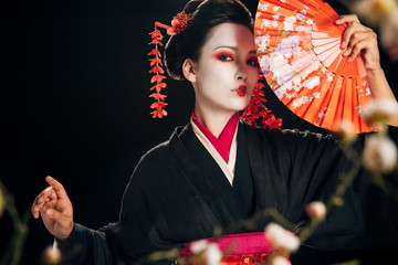 selective focus of geisha in black kimono with red flowers in hair holding hand fan and sakura branches isolated on black