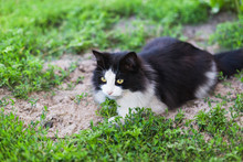 Rustic Black White Cat In Green Grass
