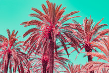 Light Pink Palm Trees In Infrared Style. Tropical Travel Concept. Minimalism And Soft Colors