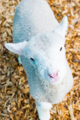 Canvas Print - Baby Lamb Face