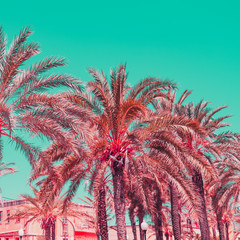 Sticker - Light orange palm trees in infrared style. Tropical travel concept. Minimalism and soft colors