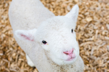 Canvas Print - Baby Lamb Face