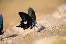 Beauty Butterfly Find And Drink Water In The Wild At Dry Season