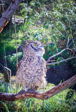 Spotted Eagle-owl (Bubo Africanus) Perching In A Tree During The Day, Cape Town, South Africa
