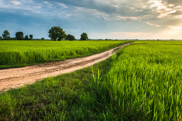 Rice Field Before Sunset