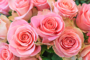 Wall Mural - Beautiful, fresh roses, pink color.