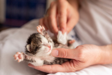 Sticker - Woman stimulating kitten bowel movements