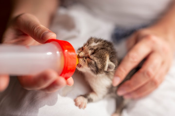 Wall Mural - Woman bottle-feeding a little kitten