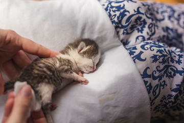 Wall Mural - Woman massaging kitten's stomach