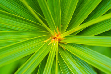 Wall Mural - Abstract green leaves background Umbrella papyrus