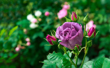 Purple Rose Bush On Green Background