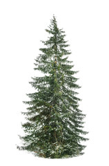 Beautiful view of tall fir tree on snowy hill. Winter landscape