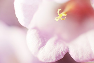 Wall Mural - purple flower campanula close up.  abstract flower background. flower pistil close