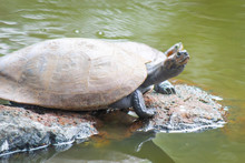 Turtles Sunbathing A Stone