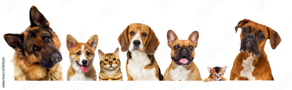 portrait of dogs looking on a white background - obrazy, fototapety, plakaty 