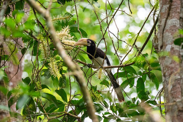 Sticker - Oriental pied hornbill(Anthracoceros albirostris) stair at us on the branch in nature