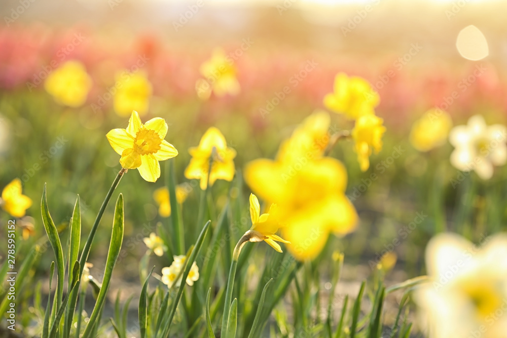 Field with fresh beautiful narcissus flowers on sunny day - obrazy, fototapety, plakaty 