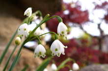 White Small Lily Of The Valley