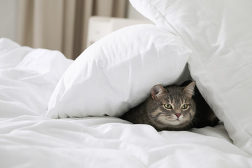 Wall Mural - Tabby cat hiding under pillows on bed indoors, space for text. Cute pet