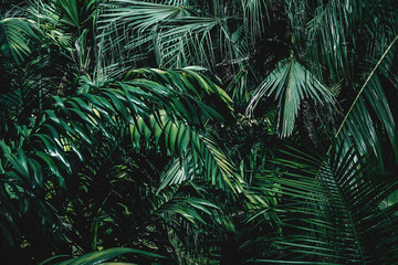 Sticker - texture and background of tropical plants