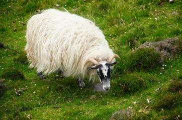 Sheep with black and white face in Northern Ireland