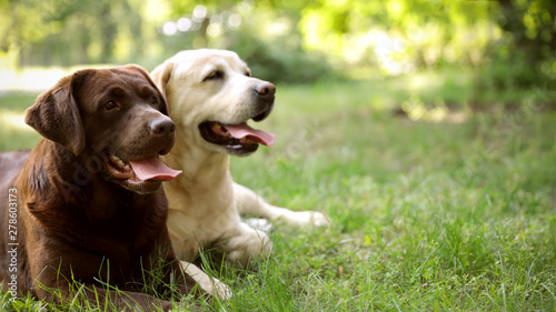 Cute Labrador Retriever dogs on green grass in summer park Poster Mural XXL