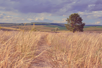 Wall Mural - central russia agricultural countryside with hills and country road. summer landscape of the samara 