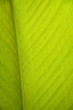 © Ubonwan - Close up detail nature green leaves texture pattern background, Selective focus.