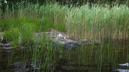 Beautiful view on a gull on big rock surrounded with green lake grass. Beautiful nature backgrounds.