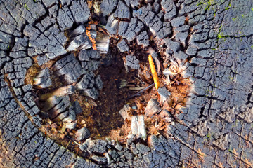 Wall Mural - The texture of the slice of the old rotten stump with cracks and annual rings.