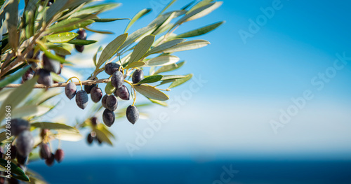 Fotomural Olivenbaum am Meer Panorama