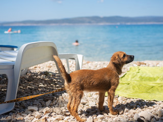 dog on the beach of the Adriatic coast