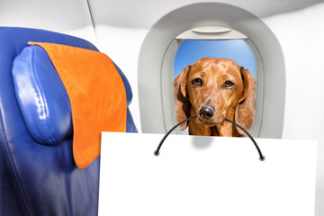 Wall Mural - dachshund dog holding white copy space paper in mouth inside airplane window cabin seat background side closeup view of animal pet face and empty blank letter design template mockup photo