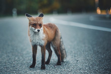 Wild Fox On The Road