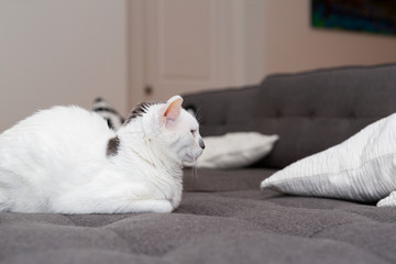 Wall Mural - White Cat with Grey Spot