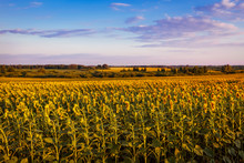 Summer Field Of Blooming Sunflowers At Sunset With Blue Sky Above. Natural Background. Agriculture